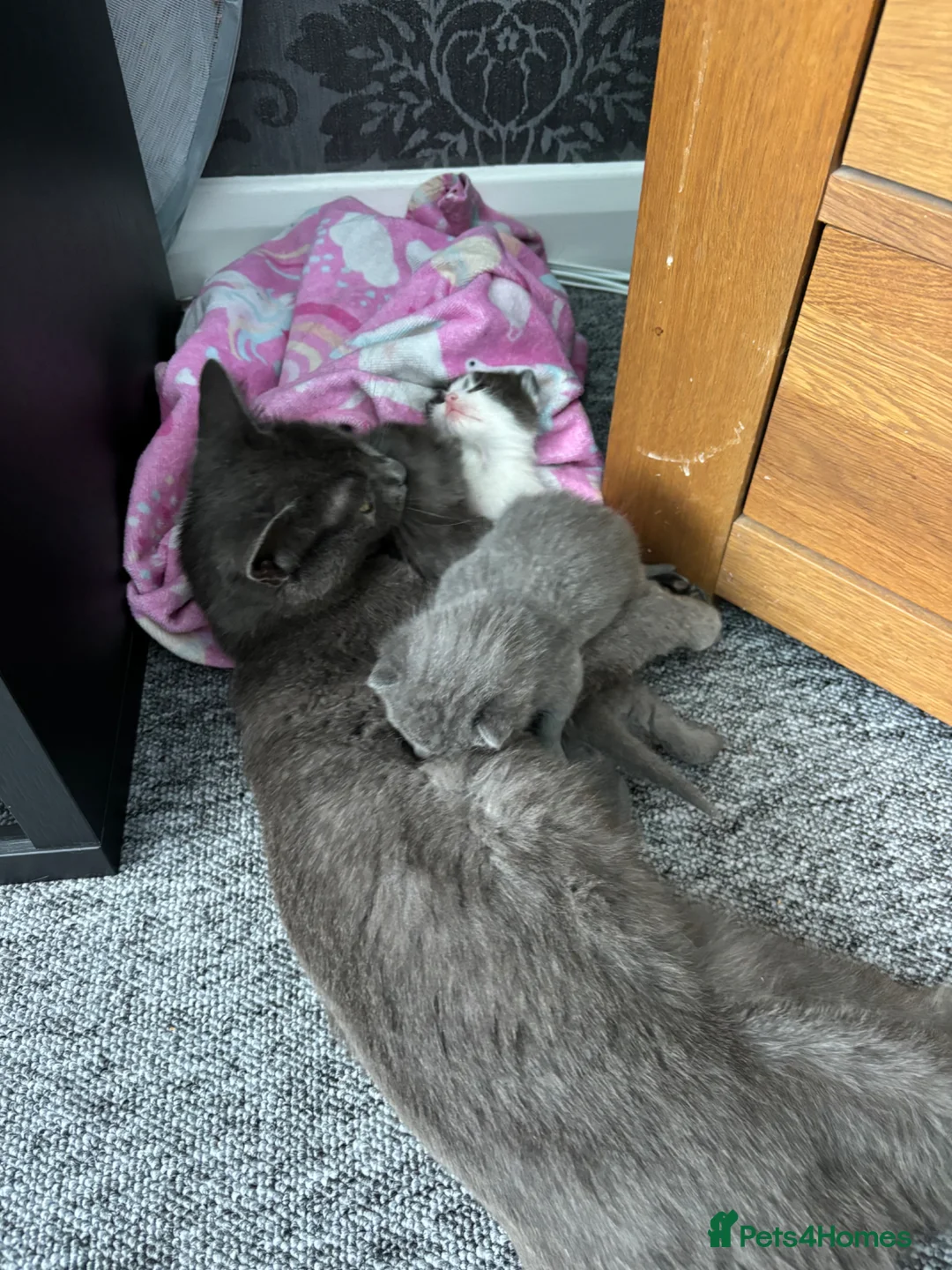 British Shorthair cats for sale: Adorable British shorthair cross kittens for sale in Chatham - Advert 21