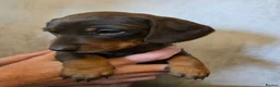 Miniature Dachshund dogs for sale: Chocolate and tan miniature dachshunds in Pontefract - Advert 5