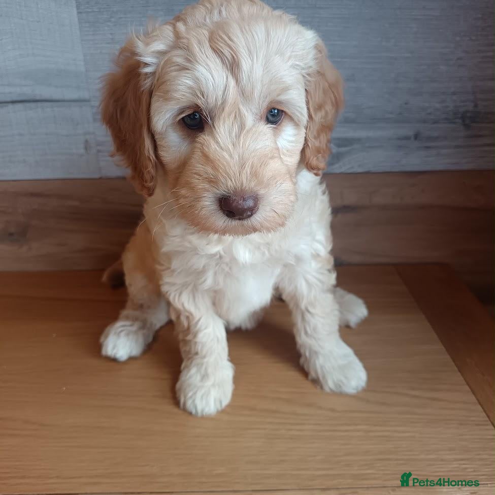 Australian Labradoodle dogs for sale: 🌈 Dark Chocolate (phantom) & Cream Girls ❤️ - Advert 14