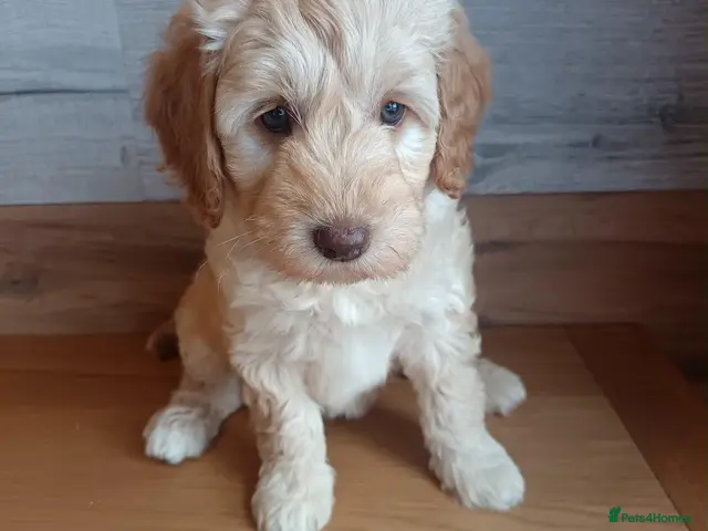 Australian Labradoodle dogs for sale: 🌈 Dark Chocolate (phantom) & Cream Girls ❤️ - Advert 14