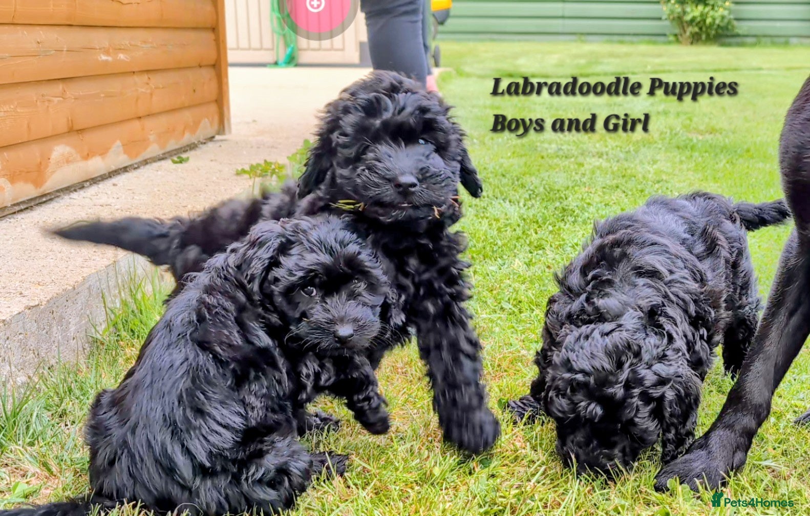 Labradoodle dogs Ready Labradoodles No Deposit required. - Advert 2