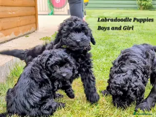 Labradoodle dogs Ready Labradoodles No Deposit required. - Advert 2