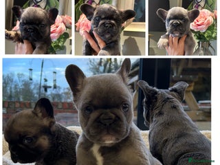 French Bulldog dogs French bulldog pups - Advert 7