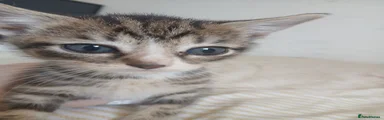 Male tabby