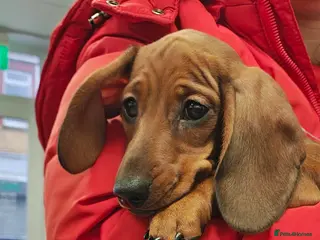 Miniature Dachshund dogs Miniature dachshund - Advert 1