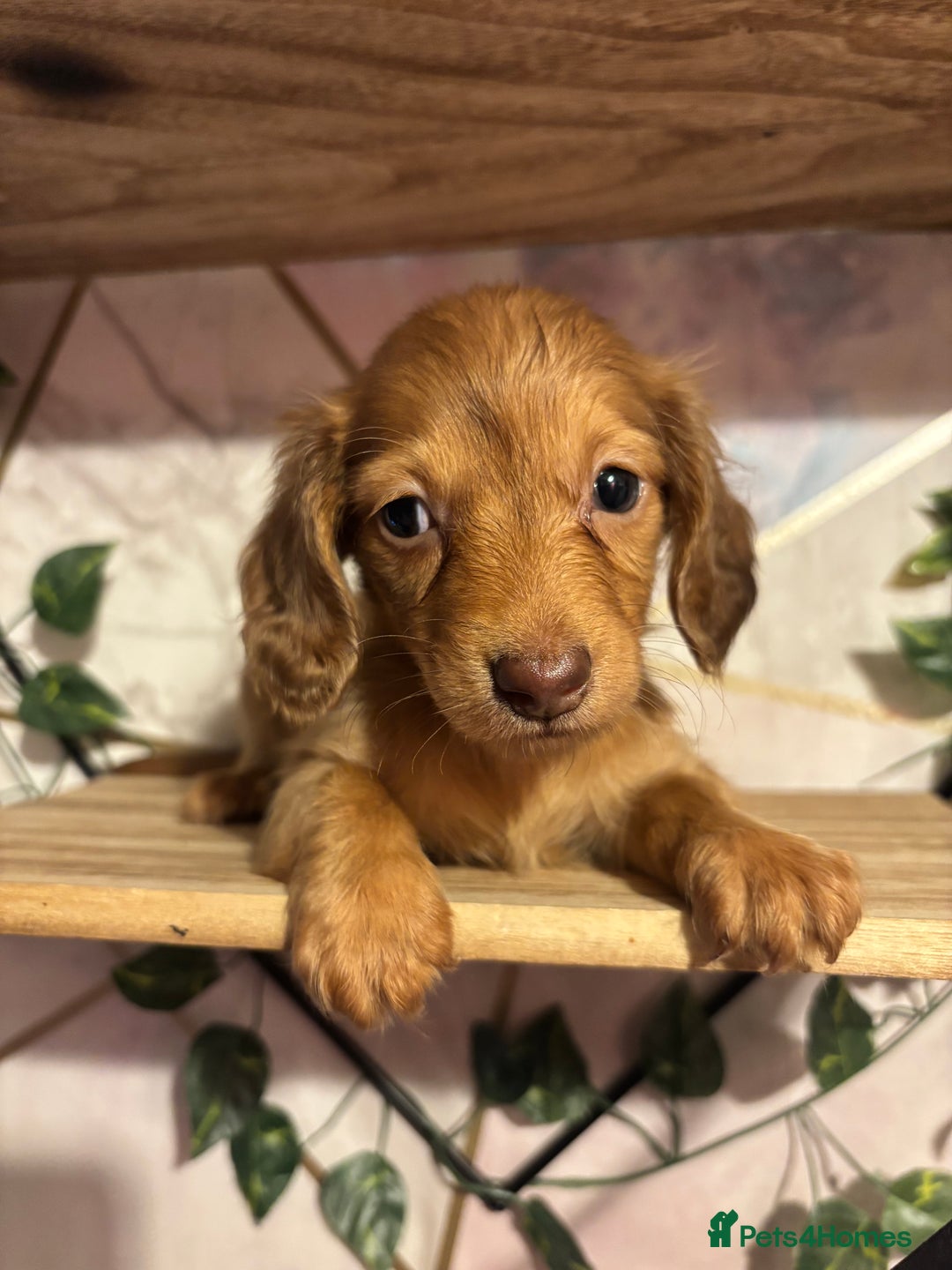 Miniature Dachshund dogs for sale: Here at Powells paws we have a beautiful litter. - Advert 2