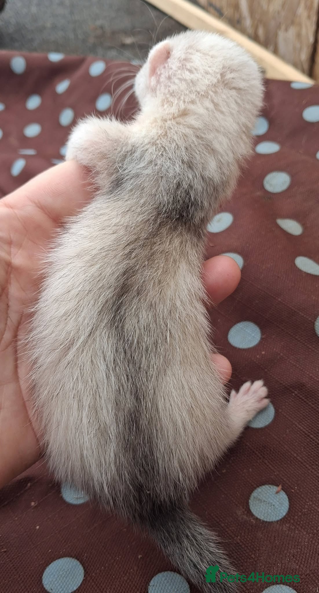 Ferret rodents Beautiful silver standard jill kit  - Advert 2