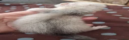 Ferret rodents for sale: Beautiful silver standard jill kit  - Advert 2