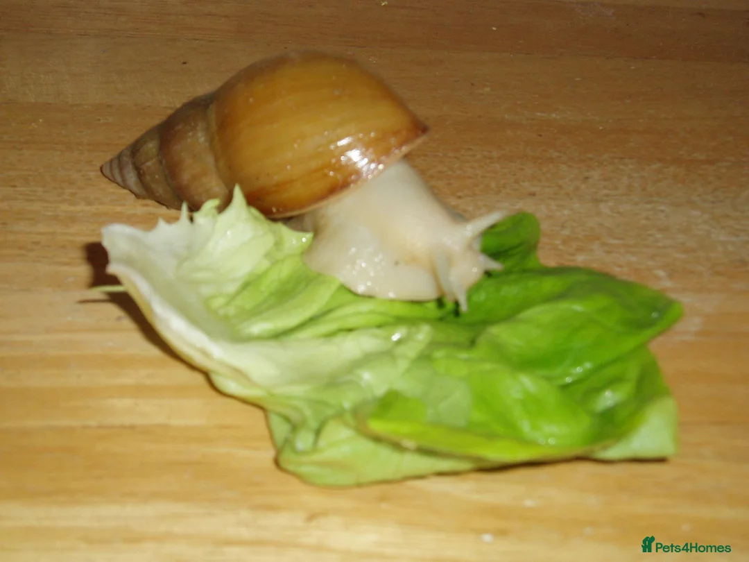Snails invertebrates for sale: ALBINO GIANT AFRICAN LAND SNAILS - Advert 1