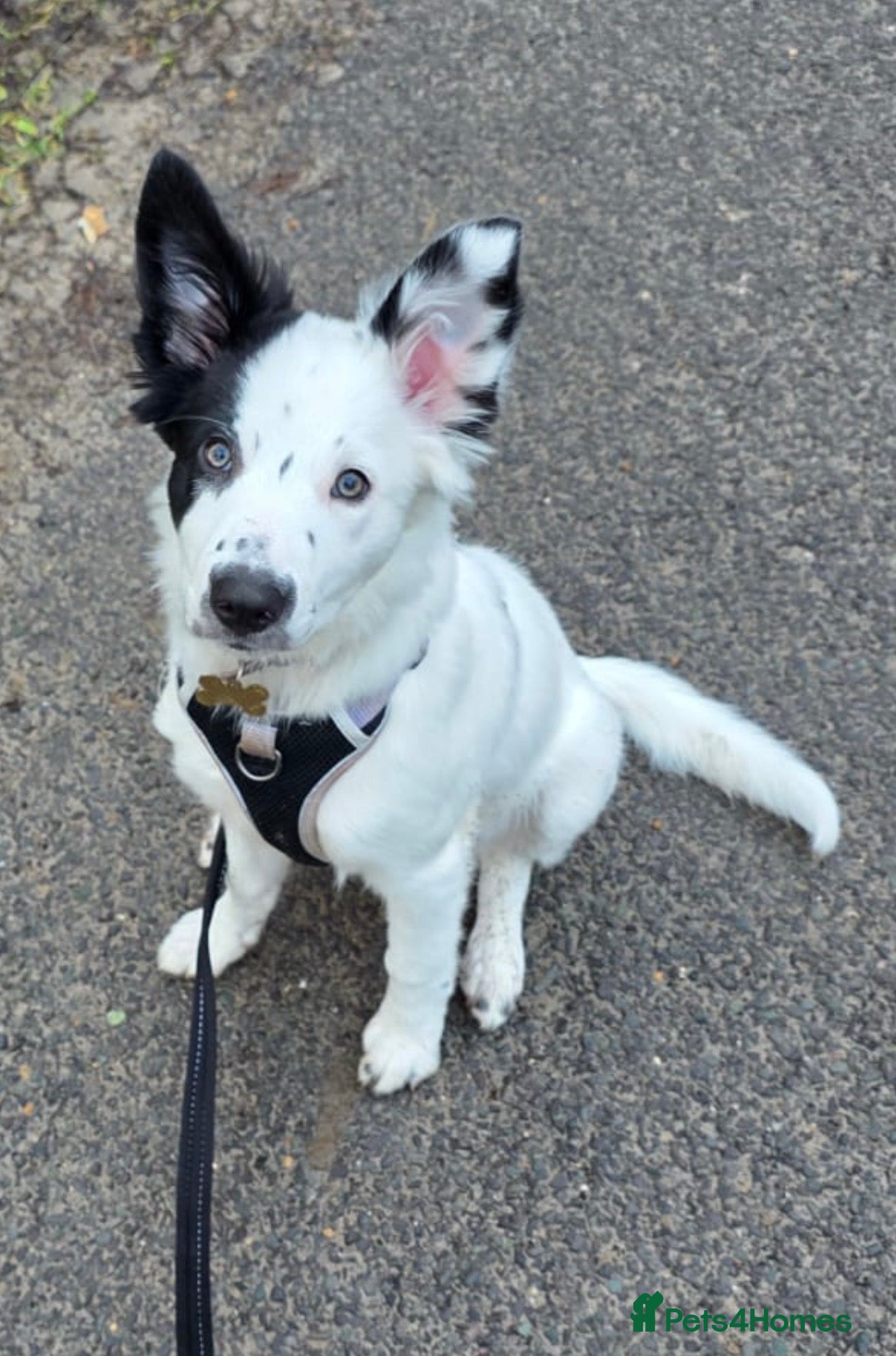 Border Collie dogs Gorgeous Border Collie puppy, forever home needed - Advert 6