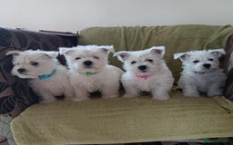 West Highland Terrier dogs for sale: West Highland puppies - Image 3