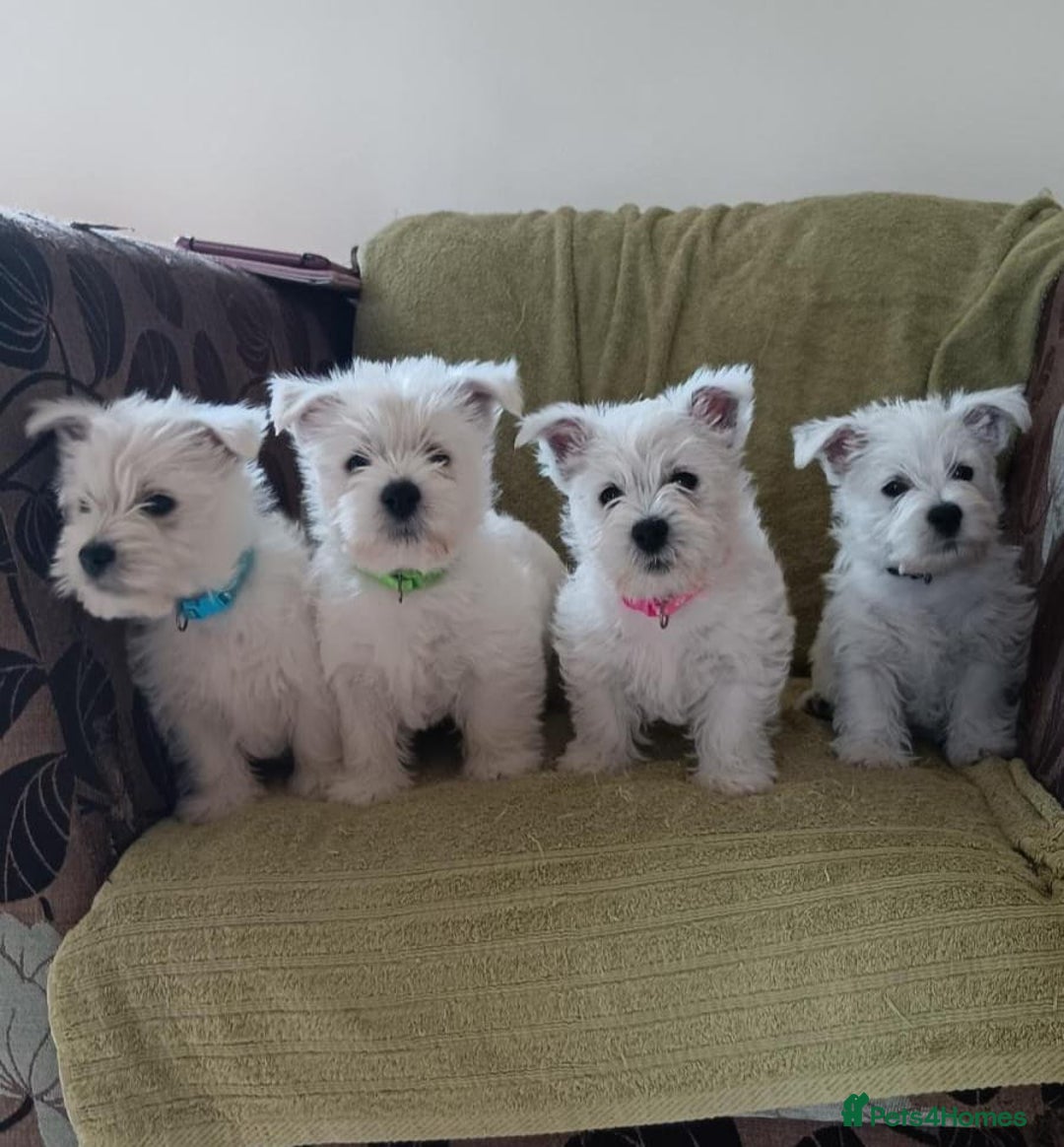 West Highland Terrier dogs for sale: West Highland puppies - Image 3