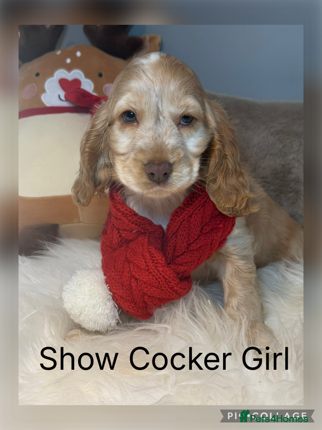 Cocker Spaniel dogs for sale: KC Health Tested Show Cocker Spaniel Girl  - Advert 1