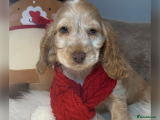 Cocker Spaniel dogs KC Health Tested Show Cocker Spaniel Girl - Advert 5