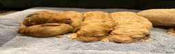 Labradoodle dogs for sale: 🐾 F1B Labradooles 🐾 2 sold already  in Ware - Advert 7
