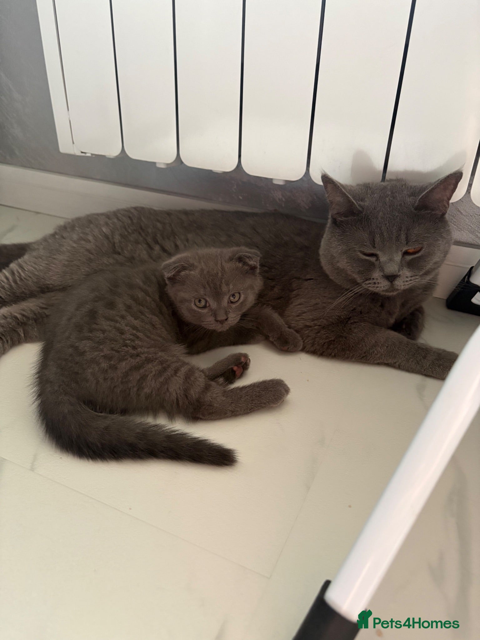 Scottish Fold cats 🐾4 Beautiful Scottish Fold Kittens🐾 - Advert 11