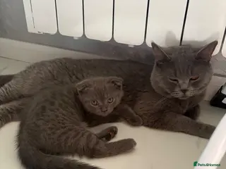Scottish Fold cats 🐾4 Beautiful Scottish Fold Kittens🐾 - Advert 1