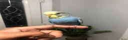 Budgerigars birds for sale: Beautiful Baby Budgies for sale. - Advert 5