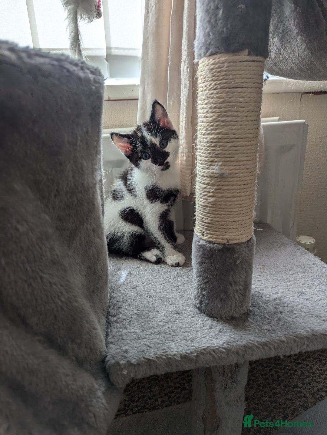 Mixed Breed cats for sale: Kitten - Image 15