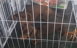 Dachshund dogs for sale: Beautiful dachshunds boy - Image 5
