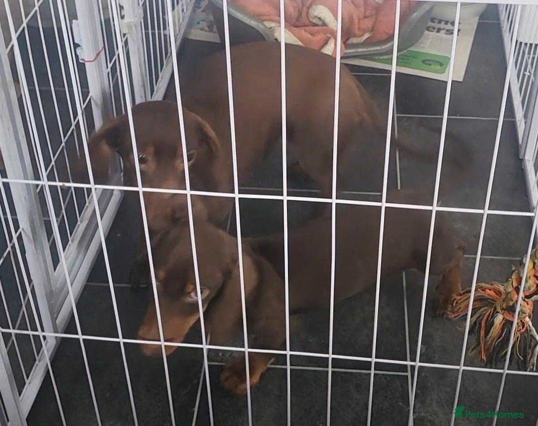 Dachshund dogs for sale: Beautiful dachshunds boy - Image 5