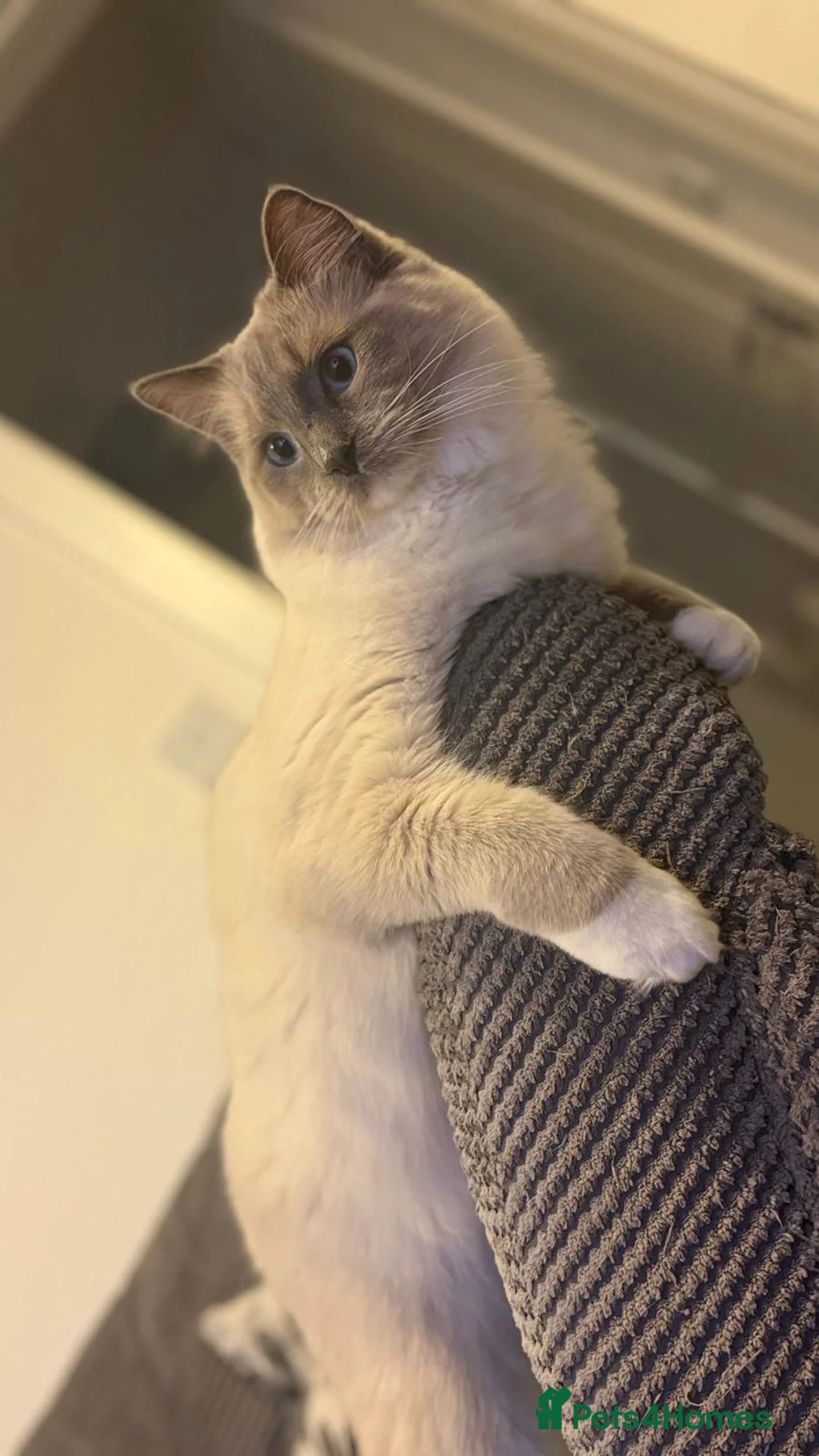 Ragdoll cats for sale: Looking for Their Forever Home Together in King's Lynn - Advert 2