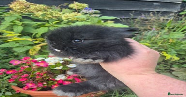 Angora rabbits - Advert 5