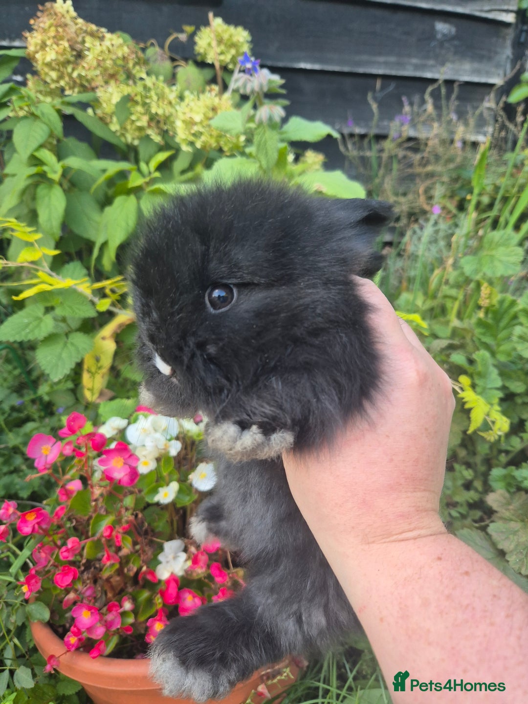 Angora rabbits for sale: The cutest black beauties 🖤 - Image 2
