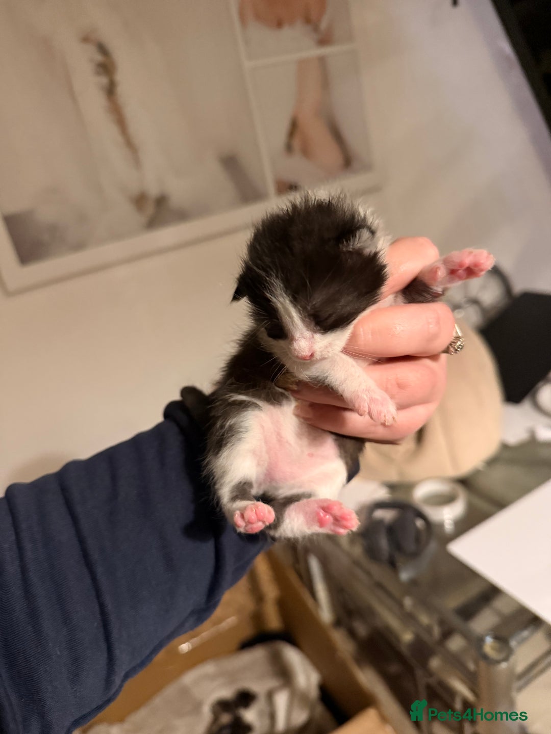 Mixed Breed cats for sale: 4 kittens available  - Advert 5