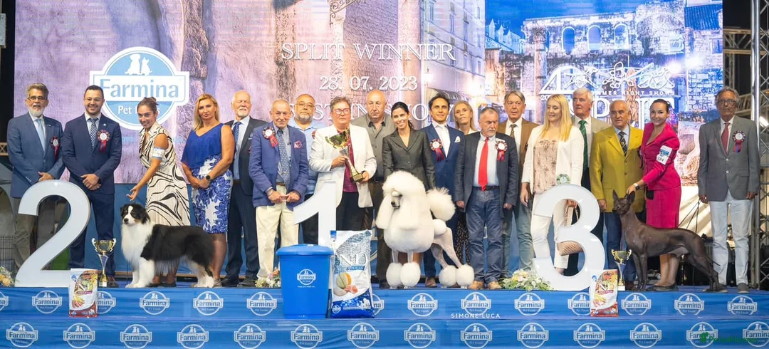 Standard Poodle dogs for sale: standard poodle pups - Advert 2