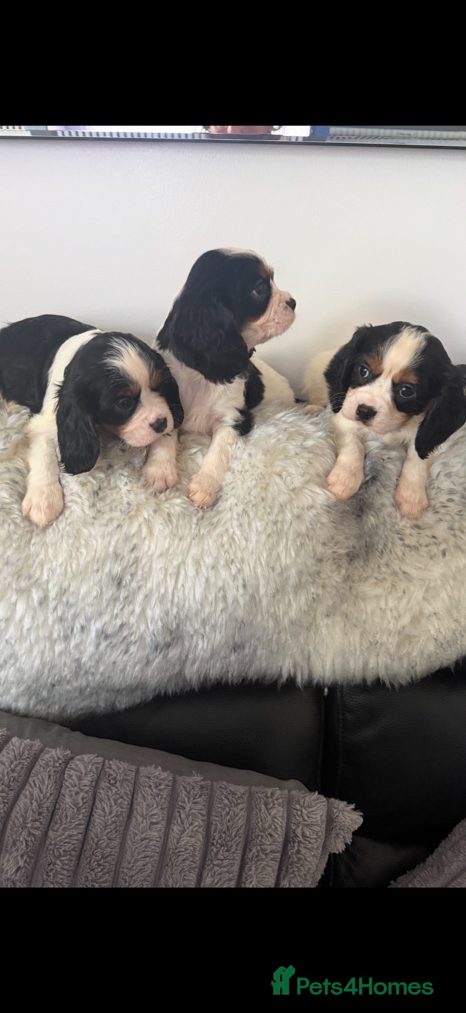 Cavalier King Charles Spaniel dogs 🐶Kc cavalier dna clear puppies 🐶4 boys left - Advert 2