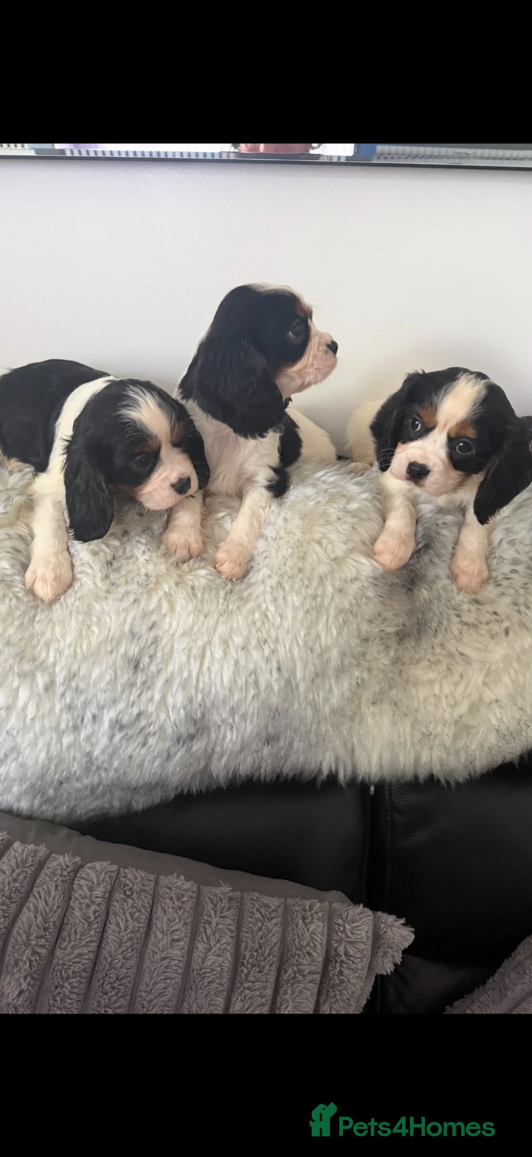 Cavalier King Charles Spaniel dogs for sale: 🐶Kc cavalier dna clear puppies 🐶4 boys left - Advert 2
