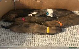 Shih Tzu dogs for sale: Shihtzu Puppies Available for reserve - Image 10