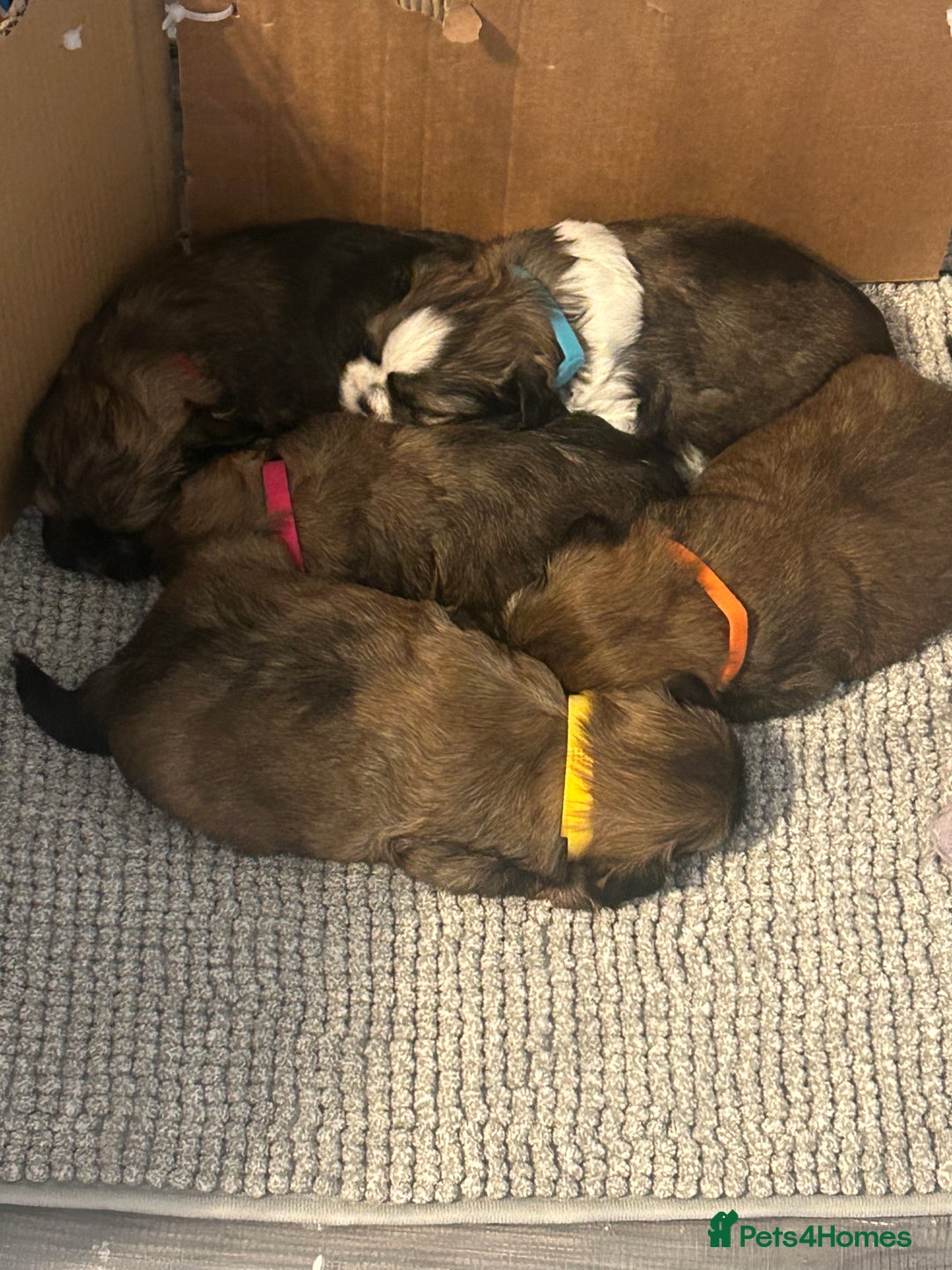 Shih Tzu dogs for sale: Shihtzu Puppies Available for reserve - Image 10