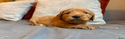 Labradoodle dogs for sale: Fox Red F1 Miniature Labradoodles  - Advert 15