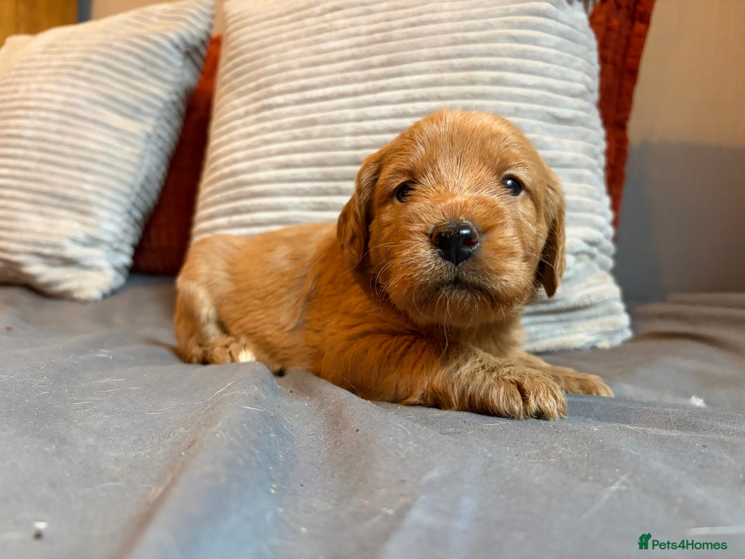 Labradoodle dogs for sale: Fox Red F1 Miniature Labradoodles  - Advert 15
