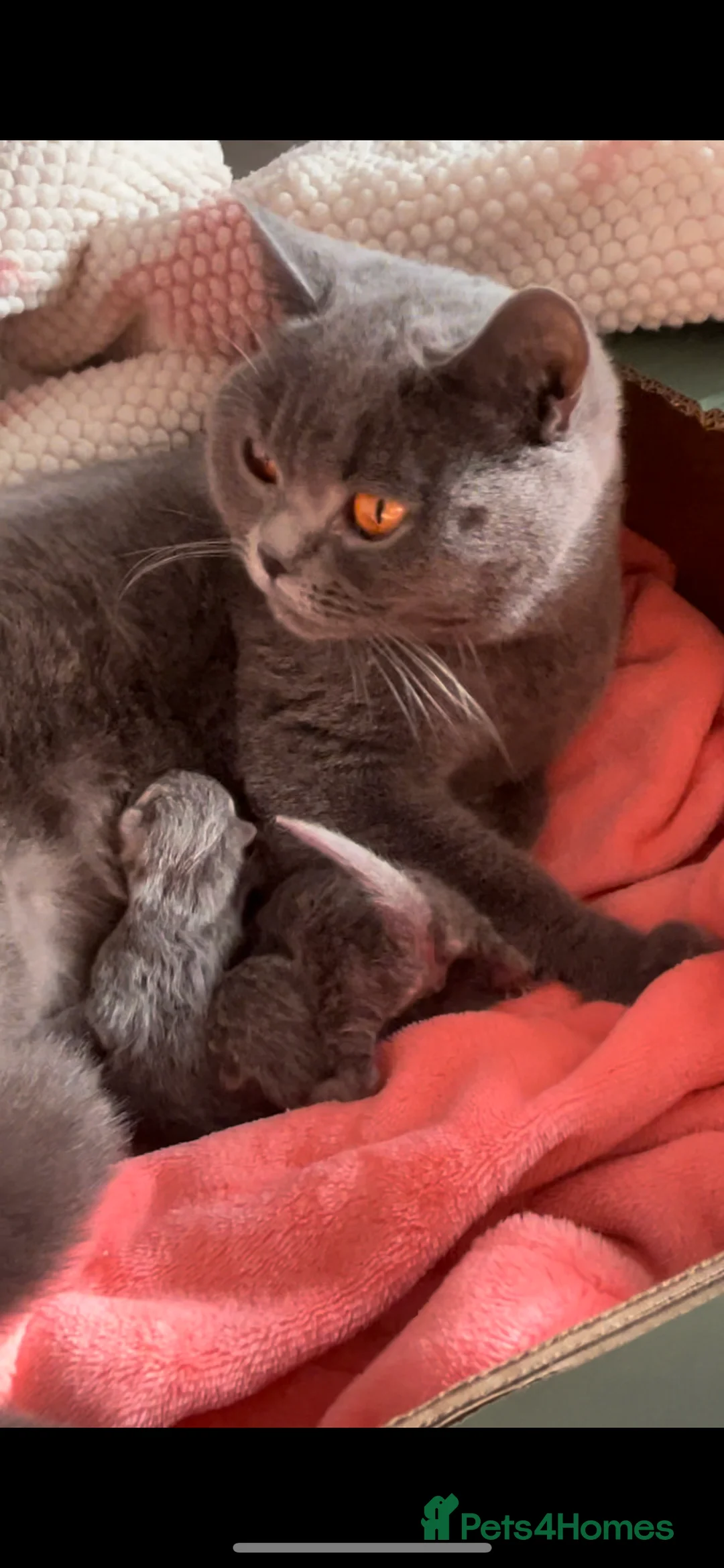 British Shorthair cats for sale: GCCF health tested British Shorthair Kitten  - Advert 3