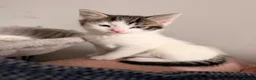 Mixed Breed cats for sale: One boy kitten for sale  - Advert 5