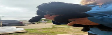 Cockapoo 4