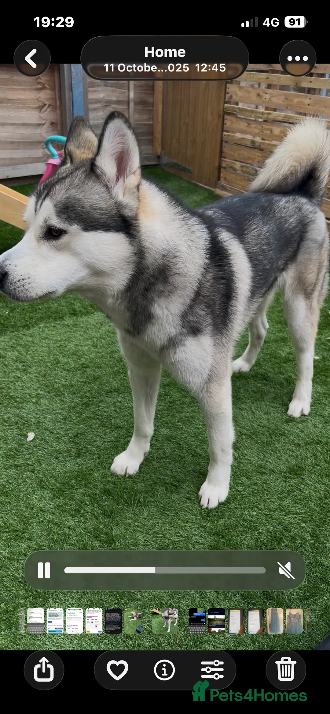 Siberian Husky dogs for sale:  Siberian husky shadow in Evesham - Advert 3