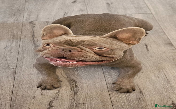 French Bulldog dogs - Advert 3