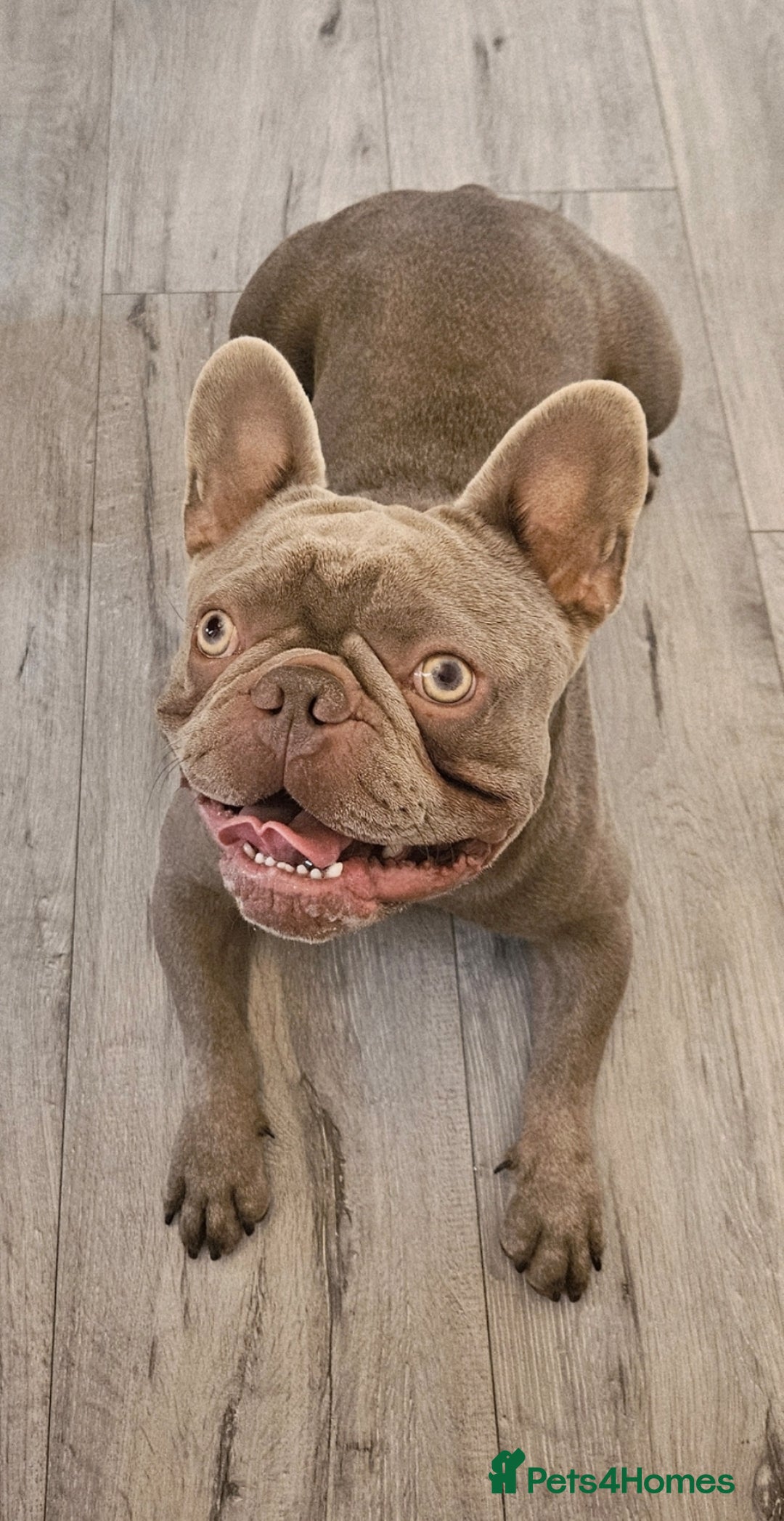 French Bulldog dogs for sale: Loving home required. - Image 1