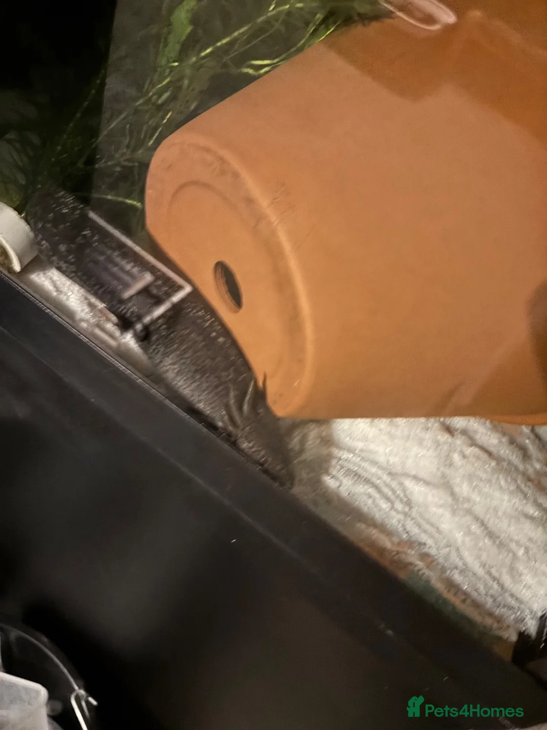 Axolotl reptiles for sale: Axolotls for sale in Keighley - Advert 5