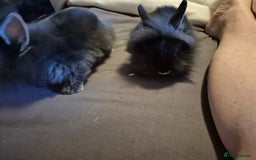 Lionhead rabbits for sale: 5  baby bunnies looking for their forever home - Image 8