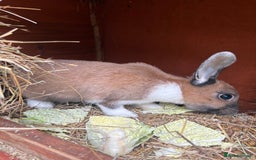 Mixed Breed rabbits for sale: 3 gorgeous rex cross-sold pending collection  - Image 5