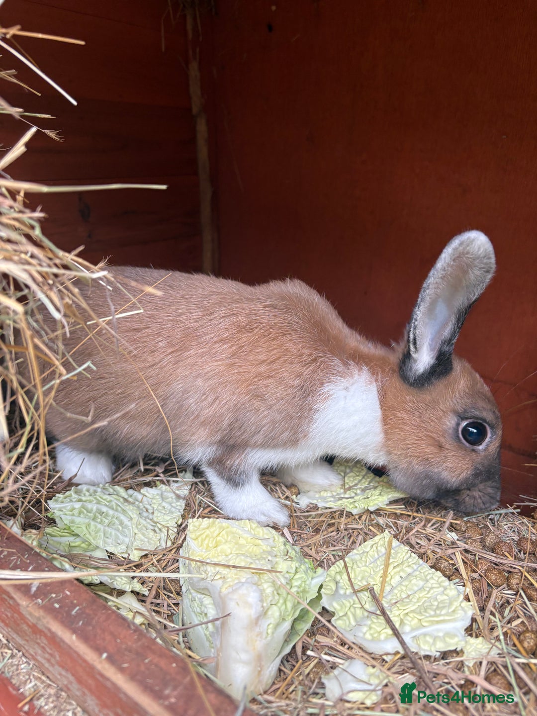 Mixed Breed rabbits for sale: 3 gorgeous rex cross-sold pending collection  - Image 5