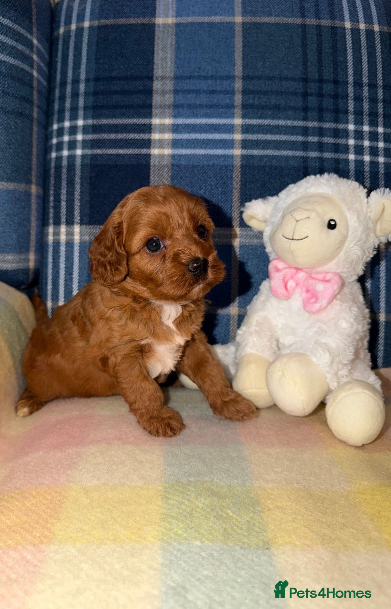 Cavapoo dogs for sale: Stunning Red Cavapoo Puppies - Advert 8