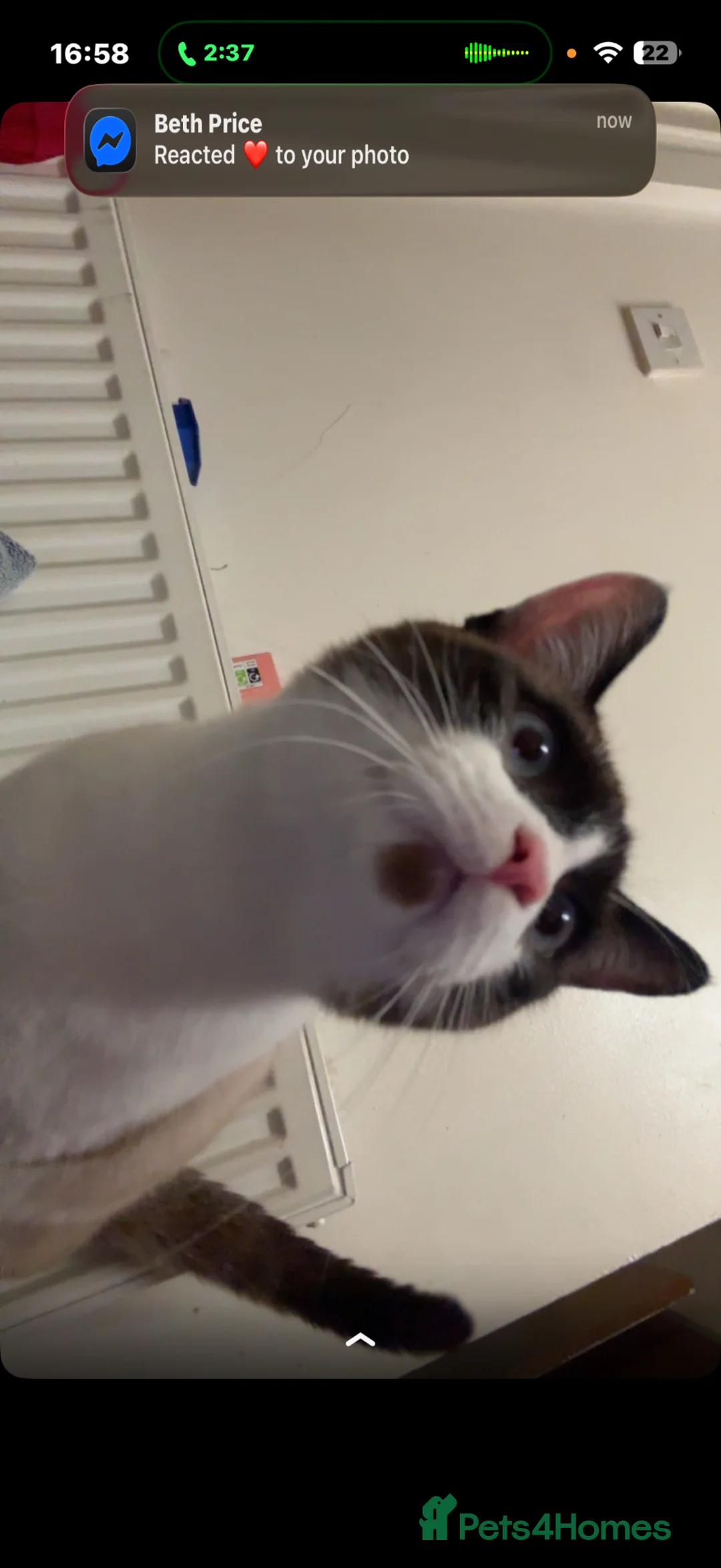 Siamese cats for sale: urgent home needed  in Rotherham - Advert 2