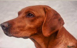 Labrador Retriever dogs for sale: Fox Red Labrador Puppies  - Image 15