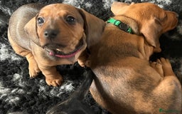 Miniature Dachshund dogs for sale: Beautiful dachshund puppy’s  - Image 4
